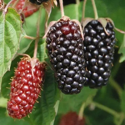 саженцы ежевики саженцы ежевики