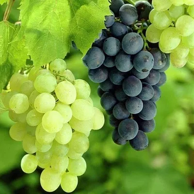 Столовый  Столовый в Туле