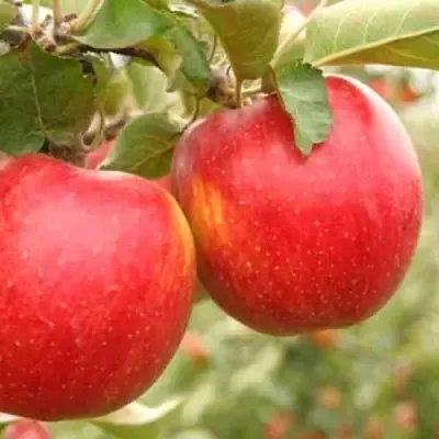 Яблоня ДЖОНАГОЛД  Яблоня ДЖОНАГОЛД в Туле
