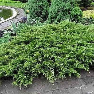 Можжевельник РОКЕРИ ДЖЕМ казацкий в Туле