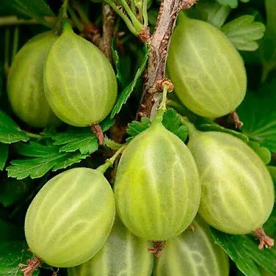 Крыжовник УРАЛЬСКИЙ ИЗУМРУД в Туле