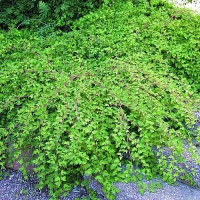 Стефанандра в Туле