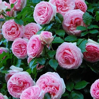 Саженцы роз ПЬЕР ДЕ РОНСАР плетистая  Саженцы роз ПЬЕР ДЕ РОНСАР плетистая в Туле