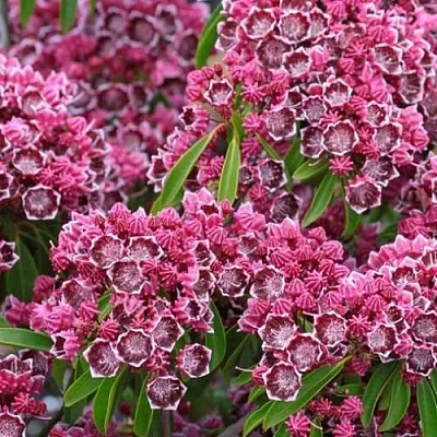 Кальмия в Туле