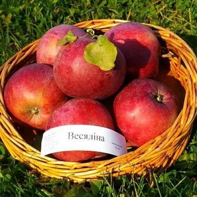 Яблоня ВЕСЯЛИНА в Туле