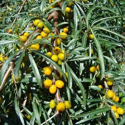 Облепиха ЖЕЛТОПЛОДНАЯ в Туле