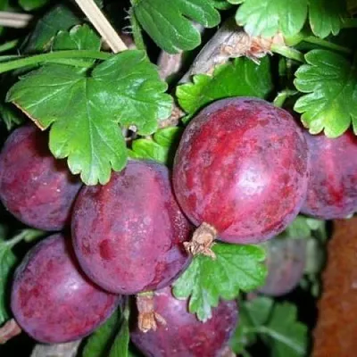 Крыжовник КОЛОБОК  Крыжовник КОЛОБОК в Туле