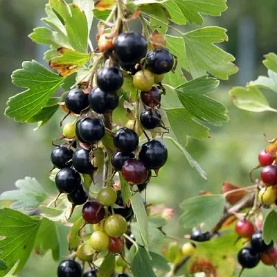 Смородина золотистая ПЛОТНОМЯСАЯ в Туле