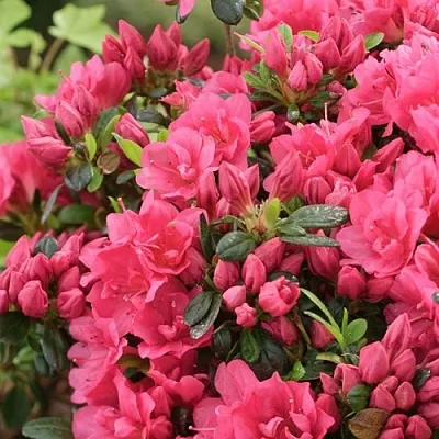 Азалия в Туле