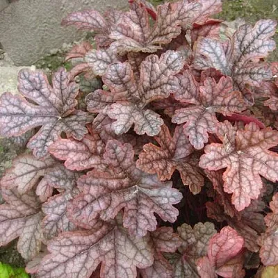 Гейхера ГАНСМОУК  Гейхера ГАНСМОУК в Туле