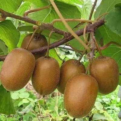 Актинидия ХЕЙВАРД деликатесная   Актинидия ХЕЙВАРД деликатесная  в Туле