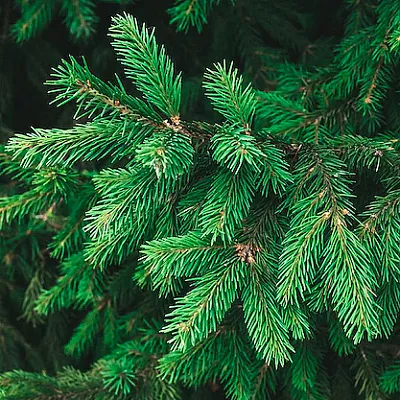 Ель  Ель в Туле