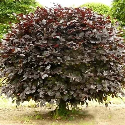 Бук лесной АТРОПУНИЦЕА  Бук лесной АТРОПУНИЦЕА в Туле