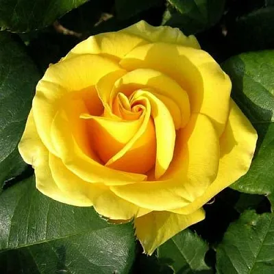 Саженцы роз ПАПИЛОН чайно-гибридная  Саженцы роз ПАПИЛОН чайно-гибридная в Туле