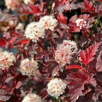 Пузыреплодник ЛЕДИ ИН РЕД  Пузыреплодник ЛЕДИ ИН РЕД в Туле