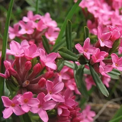 Волчеягодник в Туле