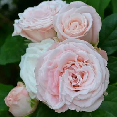 Саженцы роз БОМБАСТИК спрей в Туле