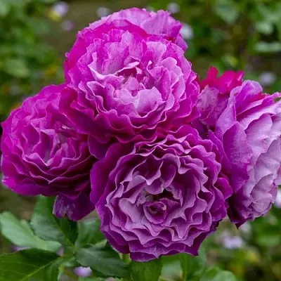 Саженцы роз БЛЮ ЭДЕН  флорибунда  Саженцы роз БЛЮ ЭДЕН  флорибунда в Туле