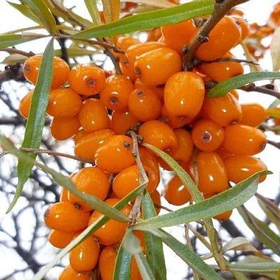 Облепиха КОСТЕР в Туле