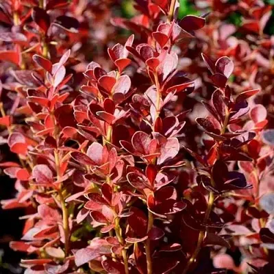 Барбарис ВУЛКАНО тунберга в Туле