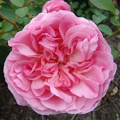 Саженцы роз ХАЙДИ ХОЛЛ английская  Саженцы роз ХАЙДИ ХОЛЛ английская в Туле