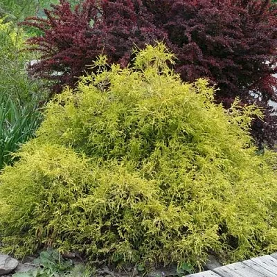 Кипарисовик ГОЛДЕН МОП горохоплодный  Кипарисовик ГОЛДЕН МОП горохоплодный в Туле