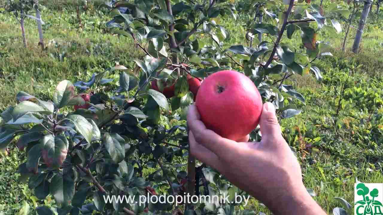 Превью видео