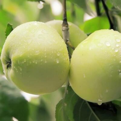 Саженцы яблони оптом в Туле