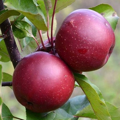 Яблоня красномясая в Туле