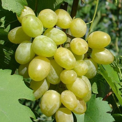 Виноград в Туле