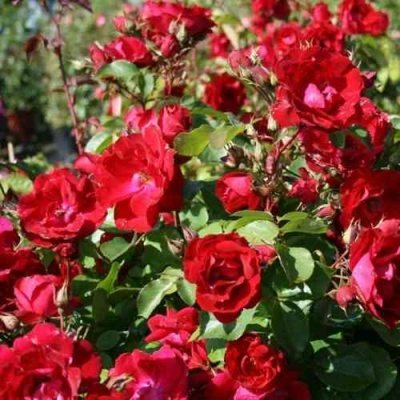 Роза ЧАМПЛЕЙН флорибунда в Туле
