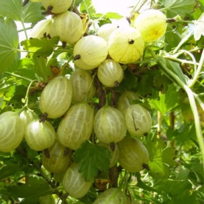 Крыжовник ИНВИКТА в Туле
