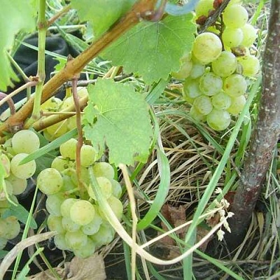 Саженцы винограда Мускат Нины