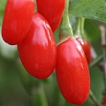 Годжи (чудо-ягода) в Туле