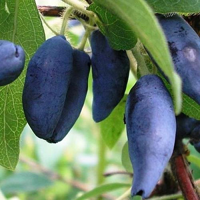 Жимолость съедобная Жимолость съедобная в Туле