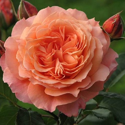 Роза шраб в Туле