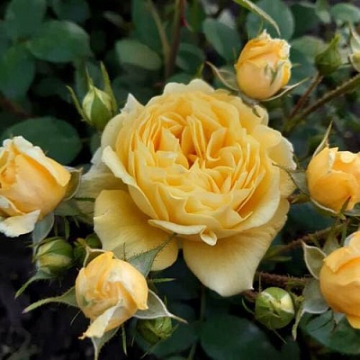 Роза флорибунда в Туле