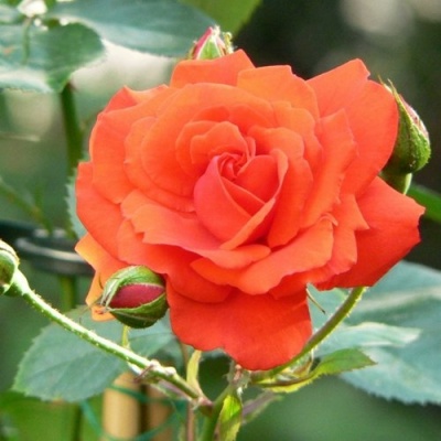 Роза АНЖЕЛИКА чайно-гибридная  в Туле