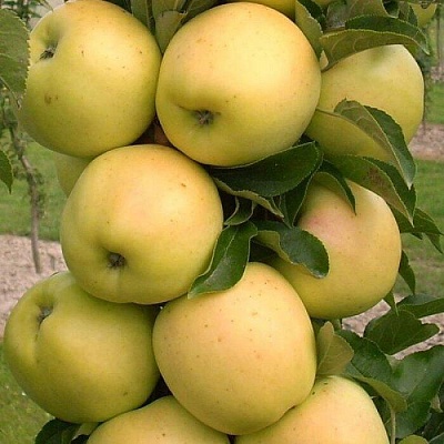 Яблоня колонновидная в Туле
