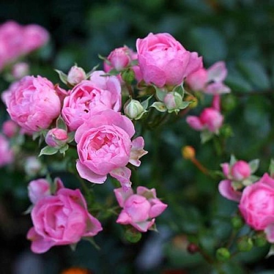 Роза полиантовая в Туле