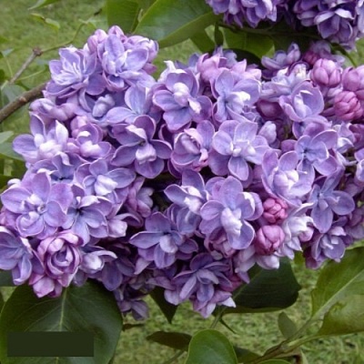 Сирень АМИ ШОТТ в Туле