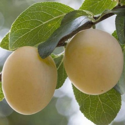 Слива УТРО в Туле