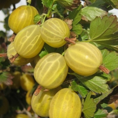 Крыжовник ЯРОВОЙ в Туле