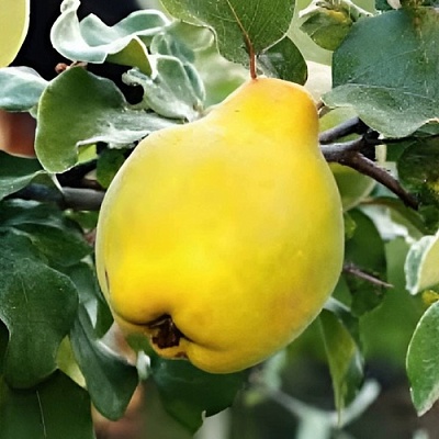 Айва МИР в Туле
