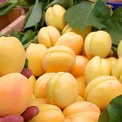 Абрикос АНАНАСНЫЙ в Туле