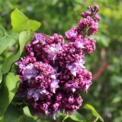 Сирень МАРШАЛ МАЛИНОВСКИЙ в Туле