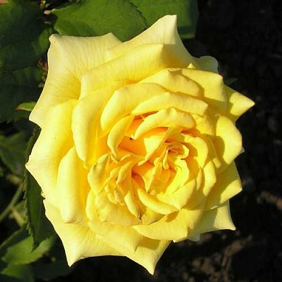 Роза ЛАНДОРА чайно-гибридная  в Туле