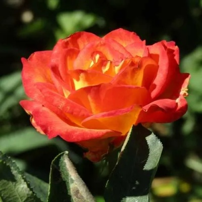 Роза ЛИНА чайно-гибридная  в Туле