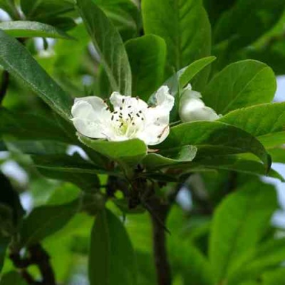 МУШМУЛА  в Туле