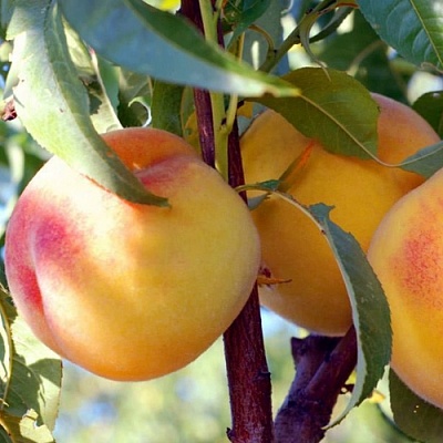 Персики в Туле